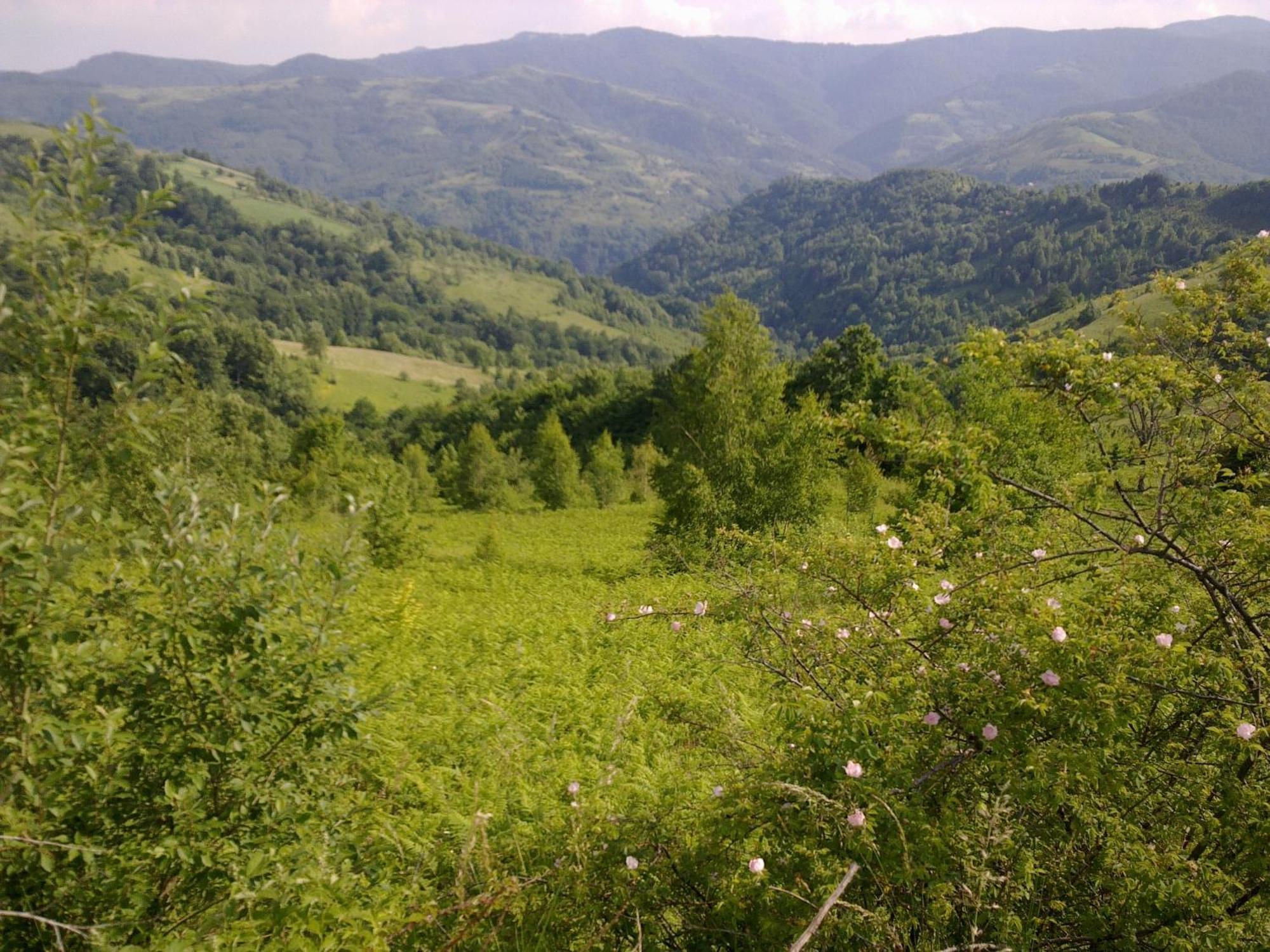 Hotel Javor Kušići Exteriör bild